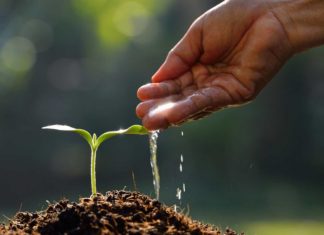 Planting the Seeds to Success
